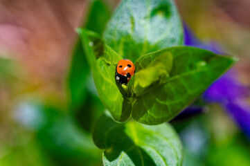 Macro shot of a ladybug (coccinellidae) sitting on an leaf.