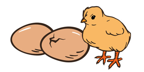 Chick and eggs, color outline illustration for poster, flyer, farm products package, book design. poultry farming and egg production symbol. chick hatching
