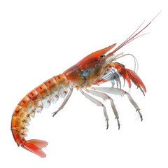 antarctic krill on isolated transparent background