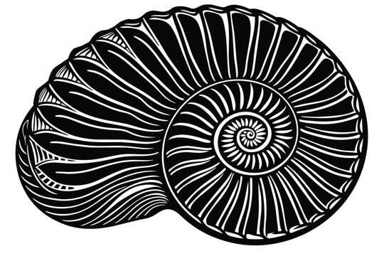 recommend clip art: ammonites vector