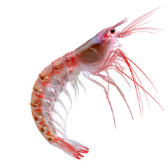 antarctic krill on isolated transparent background