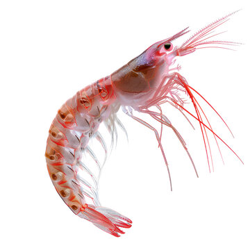antarctic krill on isolated transparent background