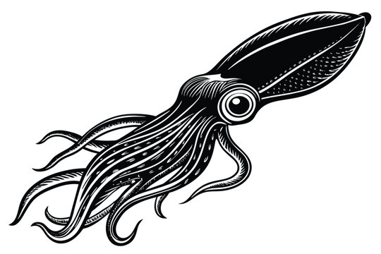 Argentine shortfin squid aquatic animal black and white vector