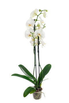 White phalaenopsis orchid with two peduncles. Houseplant in a pot. Isolated.