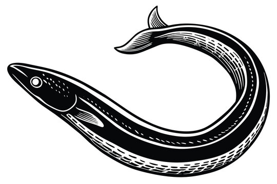 recommend clip art: banana eel black and white vector