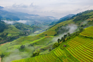 Fototapeta na wymiar Aerial top view of paddy rice terraces, green agricultural fields in countryside or rural area of Mu Cang Chai, Yen Bai, mountain hills valley at sunset in Asia, Vietnam. Nature landscape background.