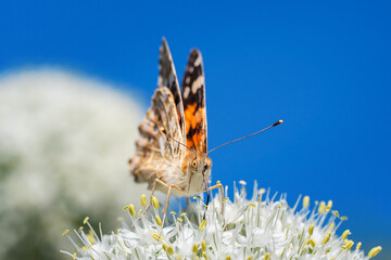 European peacock butterfly (Aglais io). Copy space.. - 777578362