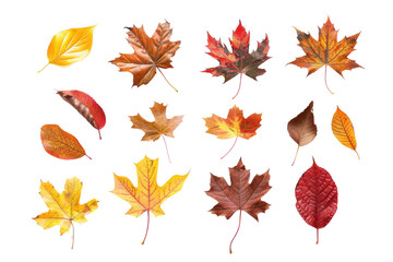 autumn flowers and leaves on isolated transparent background