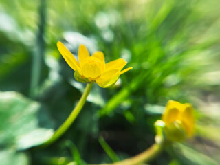 herbaceous plant Spring Chistyak or Spring Buttercup on the background of green leaves