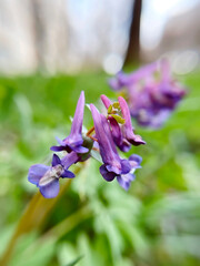 Purple Corydalis flowers grow on the lawn