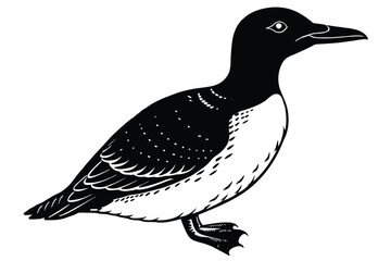 Fototapeta premium black and white common murre bird vector
