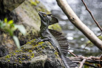 Black basilisk sitting on a rock in Costa Rica