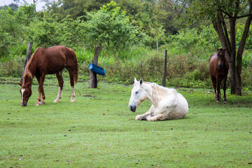 Cavalos