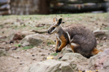 Naklejka na ściany i meble Little baby kangaroo enjoying summer time. 
