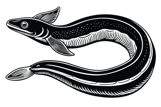 black and white eel aquatic animal vector