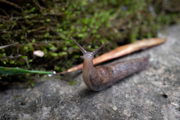 slug looking up