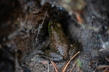 frog on the ground