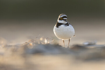 Little ringed plover, waders or shorebirds on the beach.