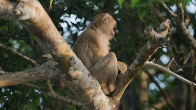 A cute monkey sits on a tree, scratching its back with its paw. Live nature. Fauna. Asia.