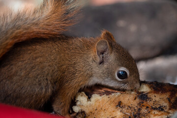 squirrel close up