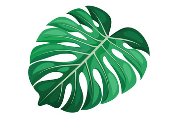 monstera leaf vector on isolated background