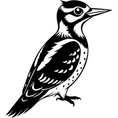 woodpecker vector design 