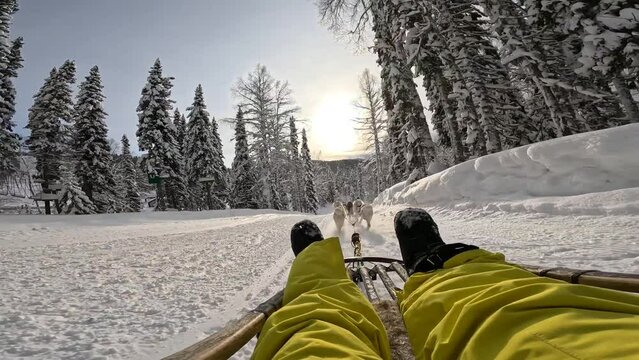 A team of five husky sleds are running along a snow-covered wild road in a coniferous, spruce, fir, and pine forest. In the foreground there are the legs of a man sitting in a sleigh. Winter fun.