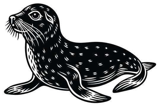 recommend clip art: seal aquatic animal vector