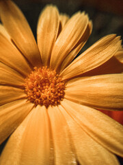 A bright orange calendula flower. - 777588366