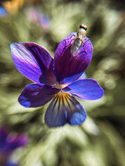 Growing wild common violet plant - 777588384
