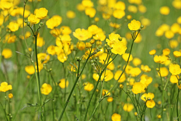 	
Grass meadow with buttercup flowers	