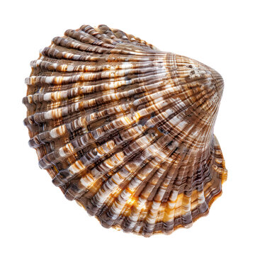 common limpet on isolated transparent background