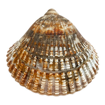 common limpet on isolated transparent background
