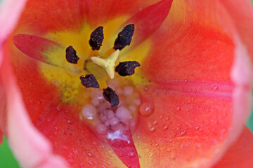 	
Looking down on a tulip flower	