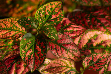 Red Polka Dot plant closeup. - 777591976