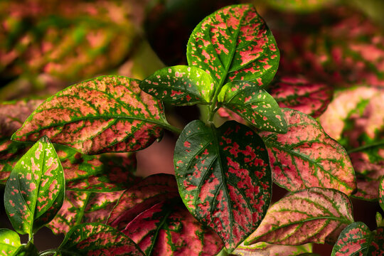 Red Polka Dot plant closeup.