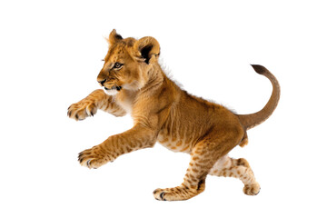 cute baby lion on an isolated transparent background