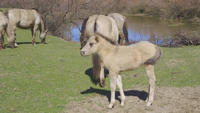 Close-up of a wild horse foal standing in the meadow, adult horses grazing in the background, on river and bushes in the background, Slow motion. Wild Konik or Polish primitive horse