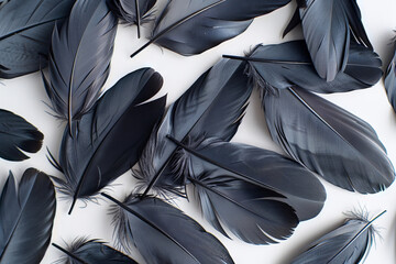 Elegant Black Feathers Arrangement on White Background
