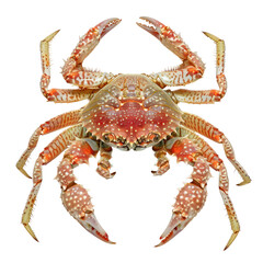 decorator crab on an isolated transparent background