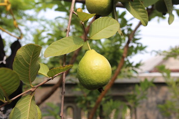 Guava is on a tree branch