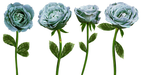 Set of   roses  flowers on isolated background with clipping path. Flowers on a stem. Close-up. For...