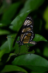 The insect known as the Manacá butterfly, Methona themisto (Nymphalidae: Danainae: Ithomiini), landing on a leaf.