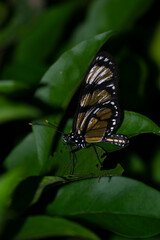 The insect known as the Manacá butterfly, Methona themisto (Nymphalidae: Danainae: Ithomiini), landing on a leaf.