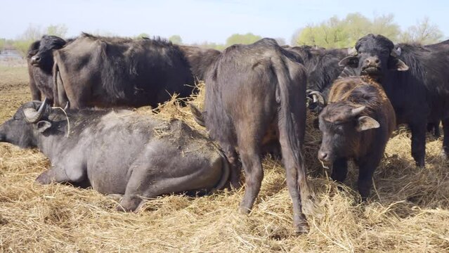 Close-up panorama of a group of Water Buffaloes resting in a meadow at nature reserve, slow motion 