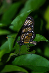 The insect known as the Manacá butterfly, Methona themisto (Nymphalidae: Danainae: Ithomiini), landing on a leaf.