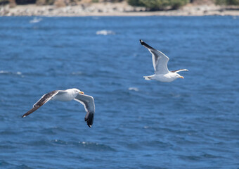 Two Kelp gulls (larus dominicanus) flying together over pacific waves of blue calm water