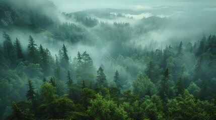 Dense Fog Blanketing Lush Forest - obrazy, fototapety, plakaty