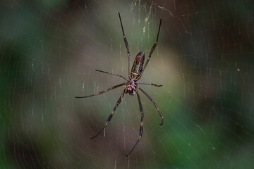 Spider known as golden thread, Nephila clavipes (Nephilidae), building its web.