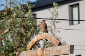 Raptor Chimango Caracara (Daptrius chimango) bird alertly staring to the side from old wooden structure with an urban house and plants blurry background